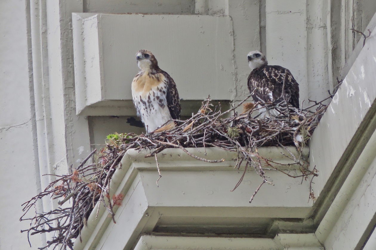 two hawks in a nest on a building