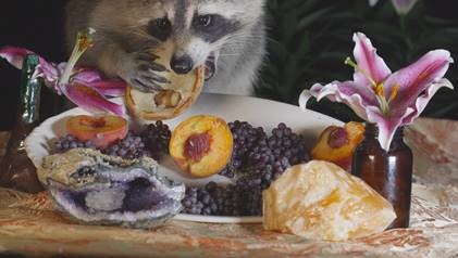 raccoon eating fruit from a tray