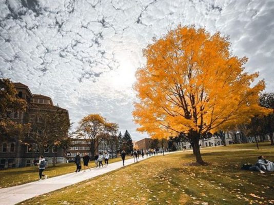 people walking on campus next to tree