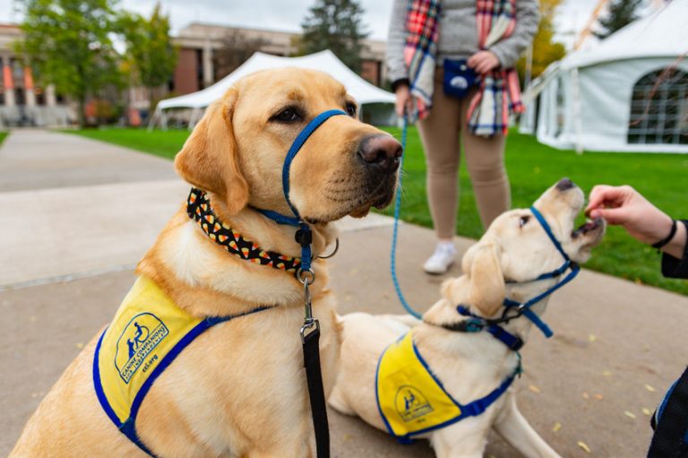 Students Raise Service Dogs in Training as Part of Their Life on Campus