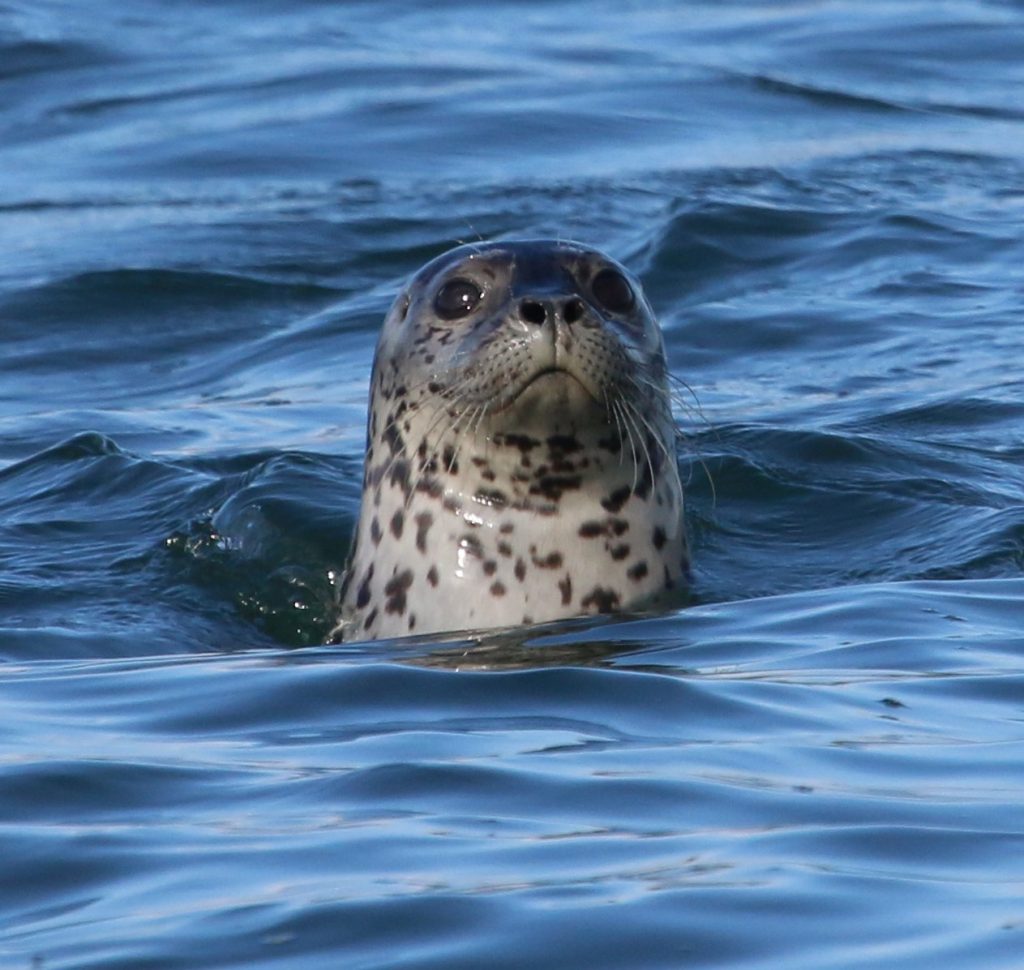 seal in water