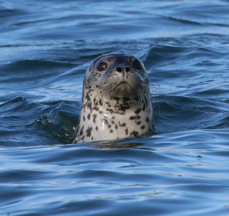 Alumna Studies Communication Behavior of Harbor Seals in Alaska