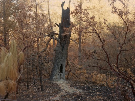 tree in woods