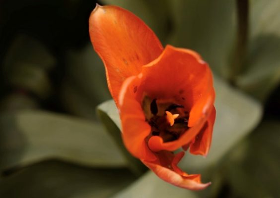 close up view of a red flower