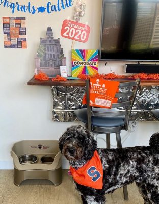 dog standing next to Syracuse University decorations