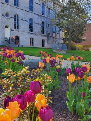 tulips in front of building