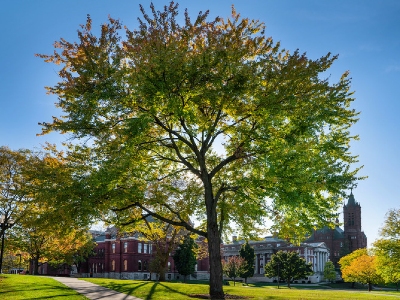 Tree with two campus buildings behind it