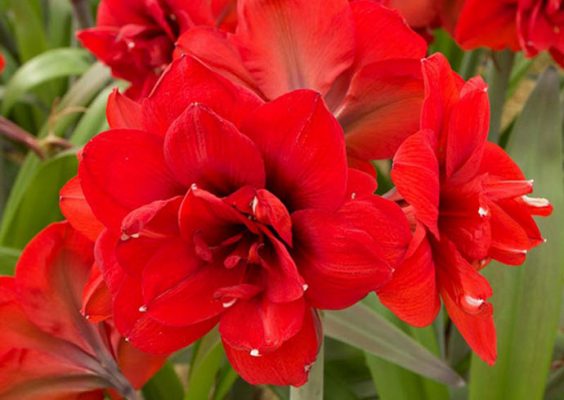 Red amaryllis flowers
