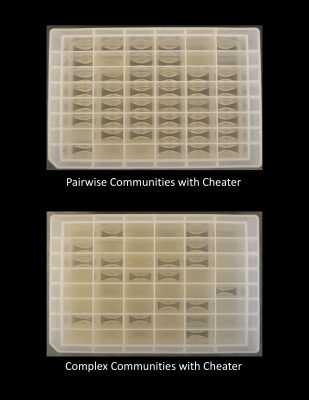 pairwise communities with cheater; complex communities with cheater