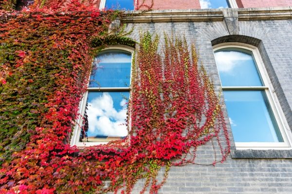 Bright Red Ivy climbing the outside of Sims Hall in Autumn