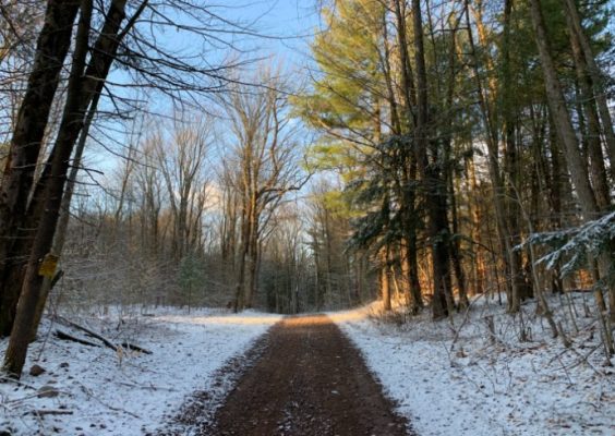 light snow along a tree-lined path in rural New York