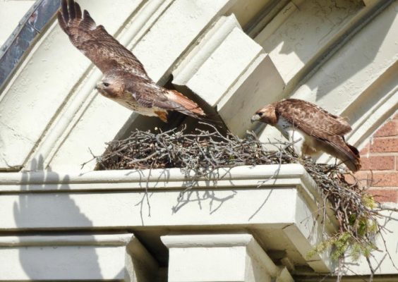 two hawks in a nest