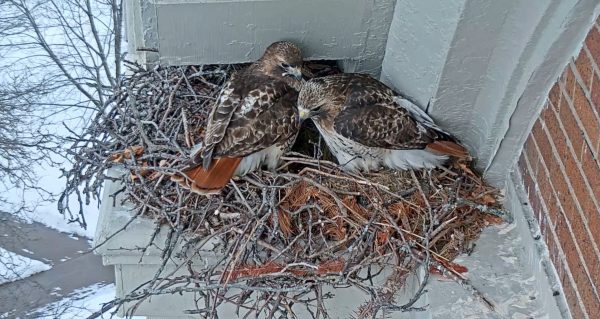hawks in a nest