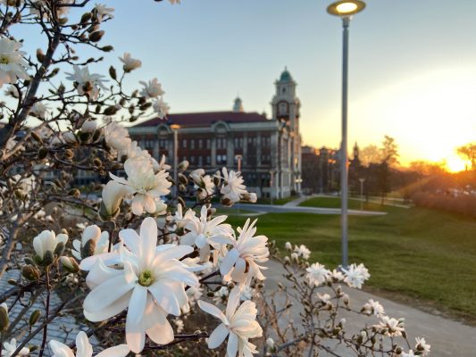 blooming tree on campus