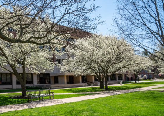 trees in bloom on campus