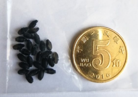 3D beetles next to coin