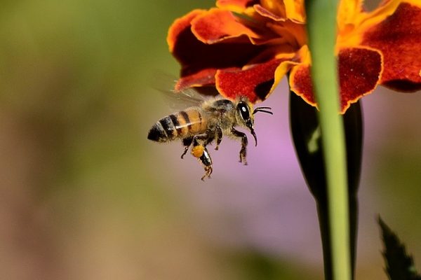 bee approaching flower