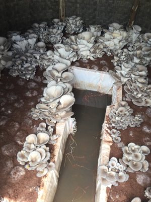a bed of mushrooms growing in dirt