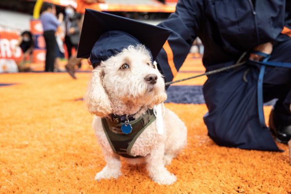 a dog wearing a cap at Commencement 2020