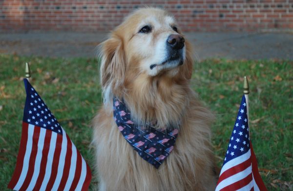 a golden retriever wearing a bandanna with American flags surrounded by two American flags