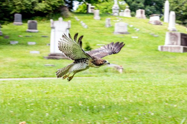 hawk flying above cemetery