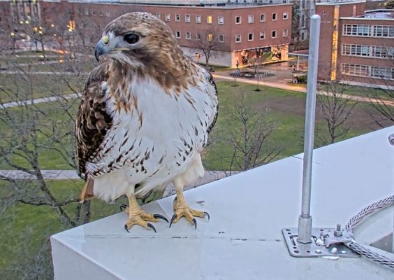 hawk sitting on building ledge