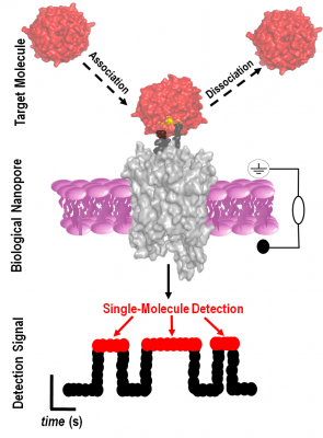 illustration of a biological nanopore-based sensor (gray), which detects WDR5 (red) one molecule at a time. The detection signal (bottom) shows a cartoon of what the raw sensor signal looks like