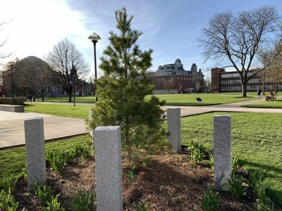 a white pine tree on the Quad surrounded by granite pillars