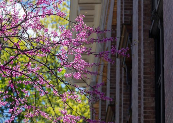 blossoming tree next to building