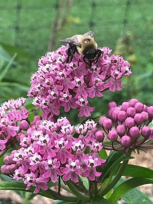 close up of a bee on a native planting of swamp milkweed at Pete's Giving Garden on South Campus