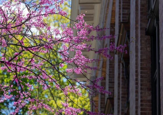 Flowering tree on campus