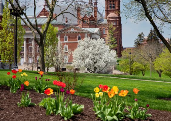 Maxwell and Crouse seen over the colorful Tulips in spring