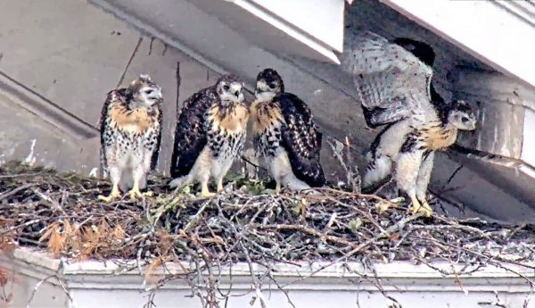 hawk chicks in nest on Bowne Hall