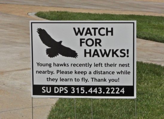 "Watch for hawks" sign