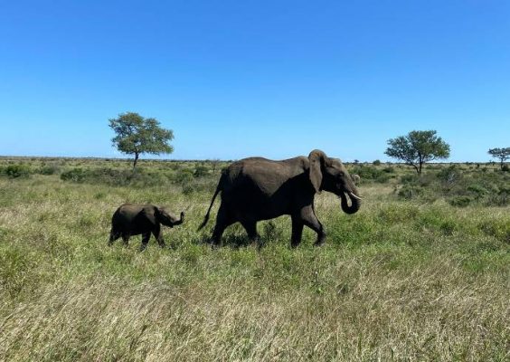 Elephants, South Africa