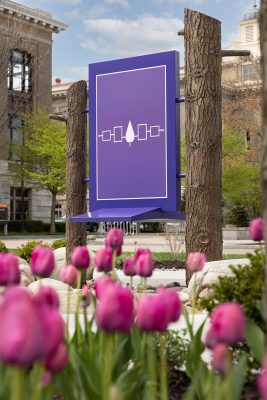 Purple tulips bloom in front of a purple sign depicting the flag of the Haudenosaunee on the Quad