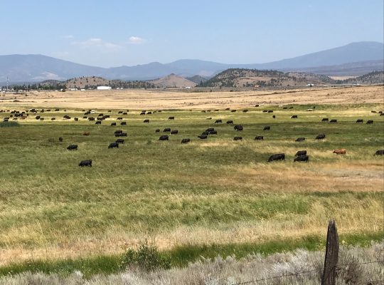 Cattle grazing on grasses in California.