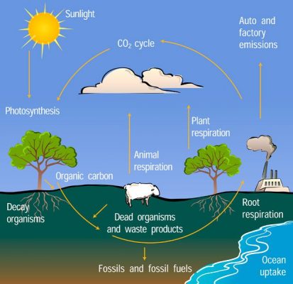 The above diagram depicts how carbon atoms 'flow' between various 'reservoirs' in the Earth system.