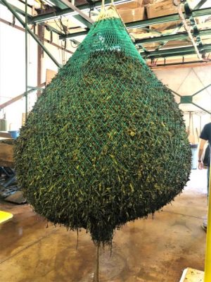 A large net full of seaweed in a storage facility