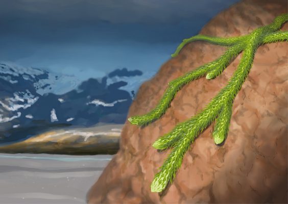illustration of what was potentially how the Earth's surface appeared in the Devonian Period