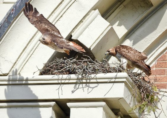 red-tailed hawks SU-Sue and Otto in their nest on campus