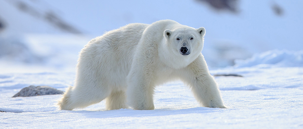 stock image of a polar bear