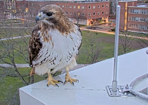 hawk on top of roof