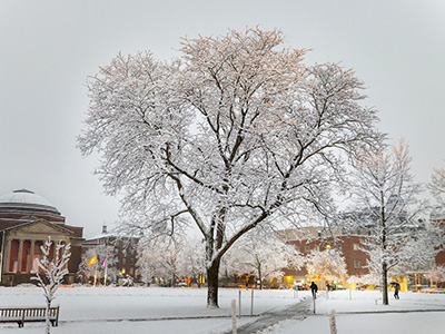 Snow covered tree in the middle of the Quad.