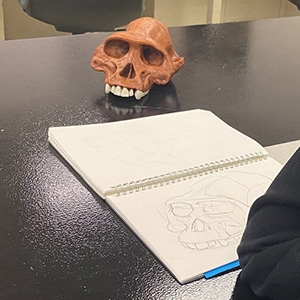 Sketch of the skull sitting on the table.