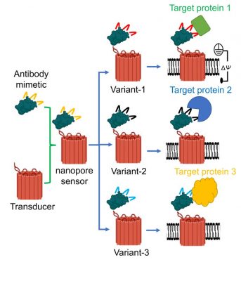 graphic depicting various elements of a nanopore sensor