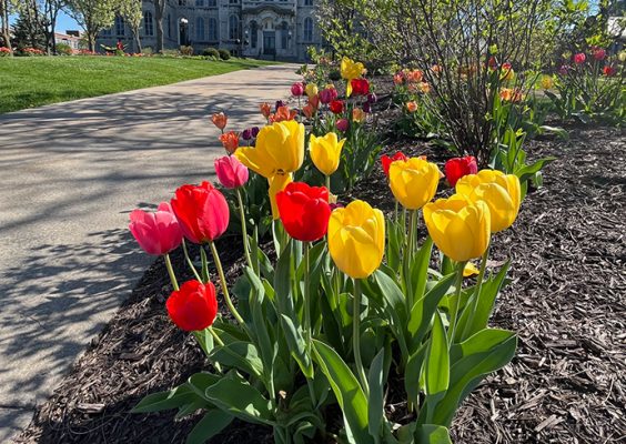 Multi-colored tulips along a walking path on campus.