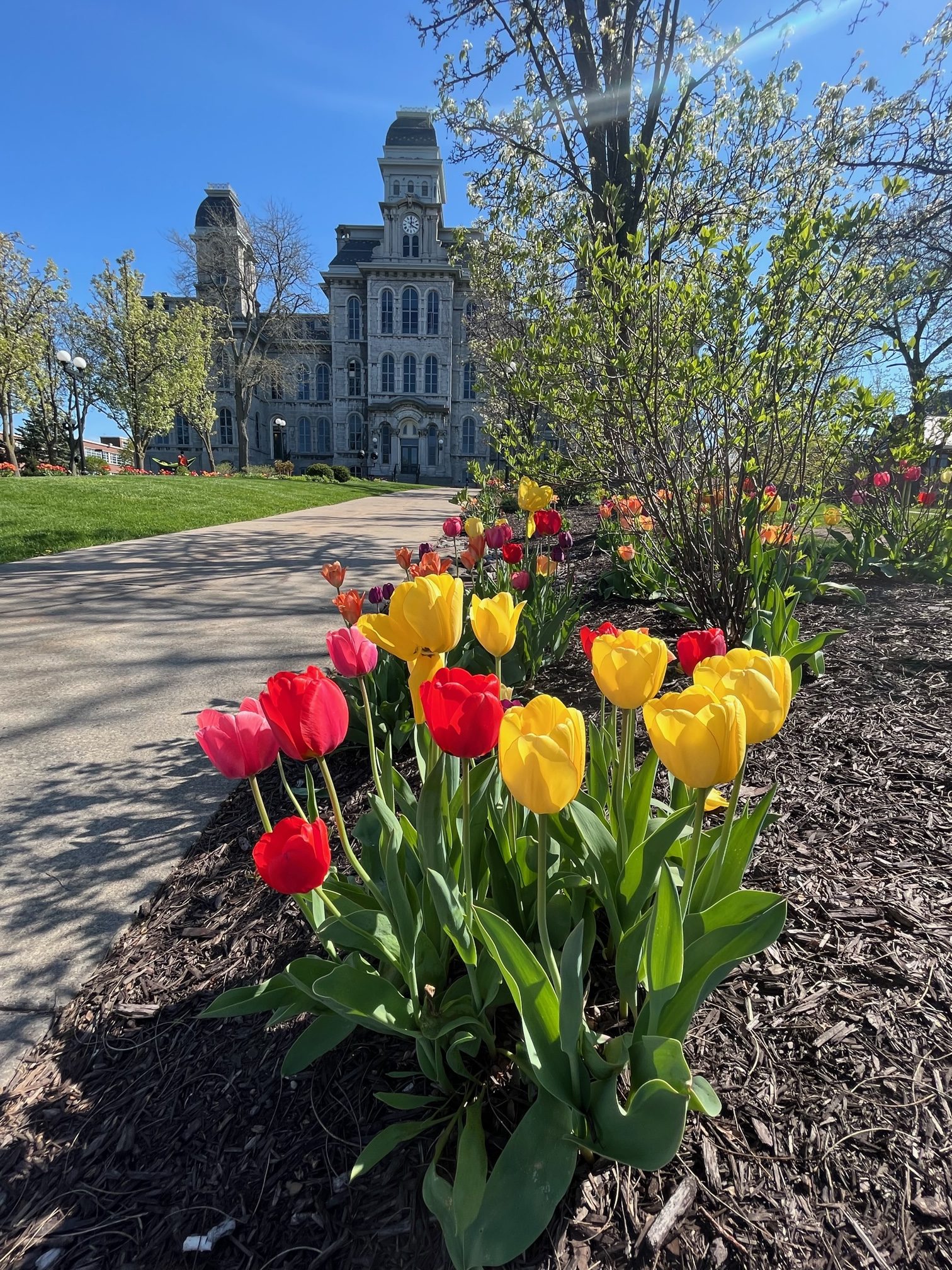 Beautiful multi-colored tulips with the Hall of Languages in the background.