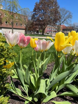 Beautiful multi-colored tulips with campus building in the background.