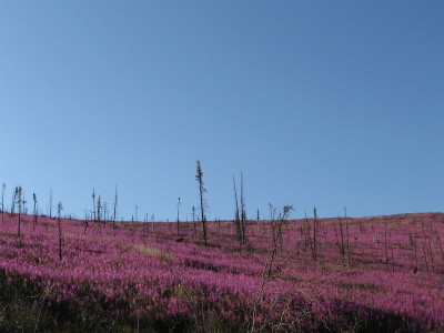 Fireweed in burned boreal forest
